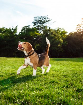 funny-happy-beagle-dog-walking-playing-park